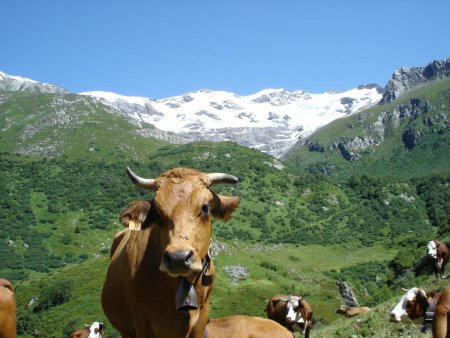 Vache et glacier du Génépy