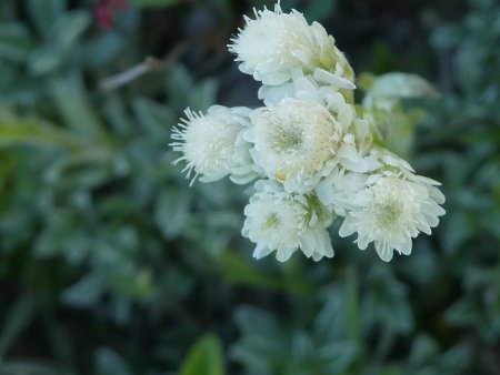 Flore rencontrée : Anténaire Dïoique  «idf Nature et Montagne»