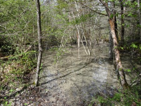 Sentier inondé dans le Bois de Chapareillan