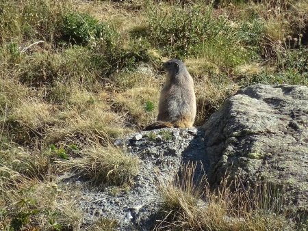 Marmotte tourant le dos (quelle manque de politesse !)