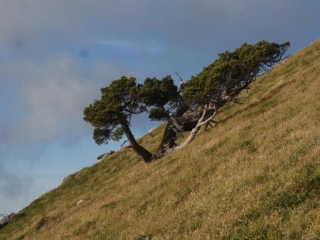 Non loin du sommet, un pin torturé par les vents.