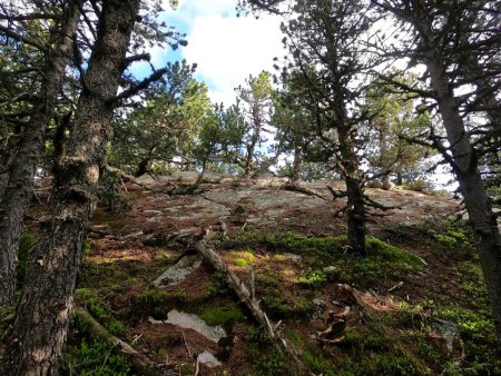 Les pins poussent à même la dalle de granite !
