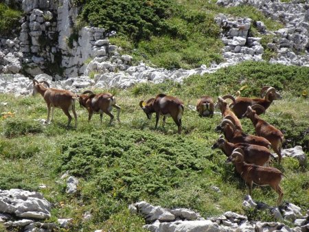 Crête d’Hurtières : troupeau de mouflons