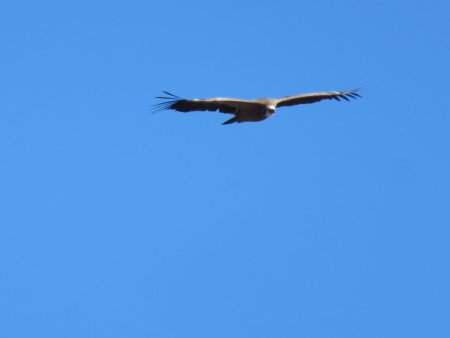 Au sommet : vol de vautours.