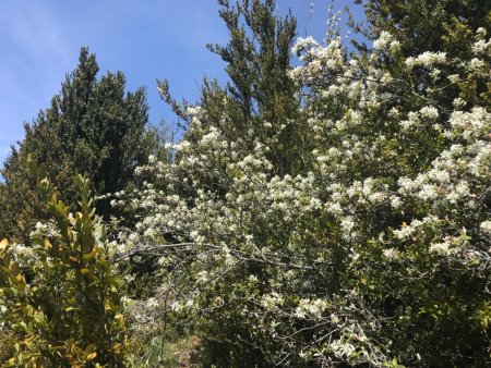 Flore de printemps (Montagne de Muzan)