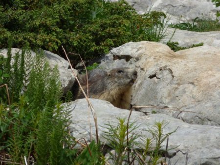 les marmottes très sauvages