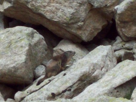 des marmottes sous le refuge (2)