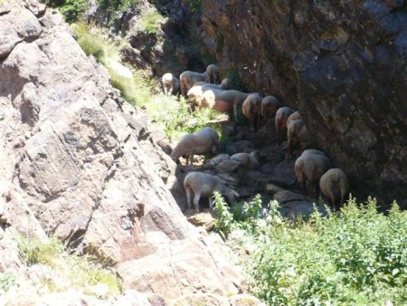 moutons à la recherche de la fraîcheur