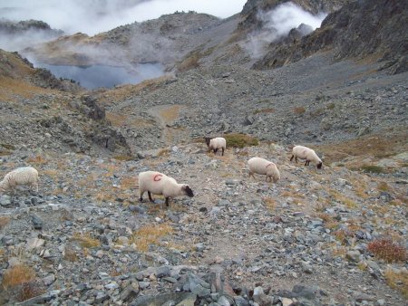 Moutons oubliés au-dessus du Lac Merlat