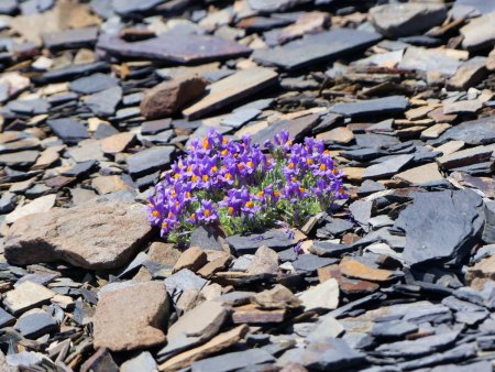 Linaire des rochers (Linaria alpina petraea)