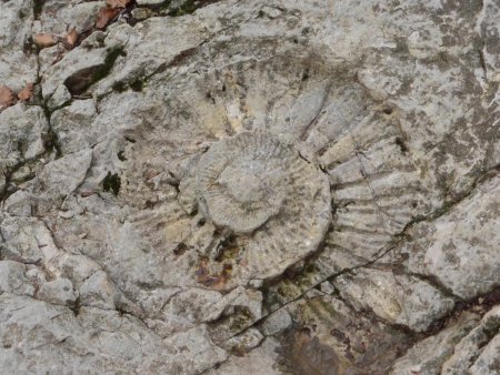 Ammonite (diamétre d’environ 40cms)