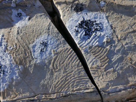 Helminthoïdes (traces fossiles d’animaux marins)