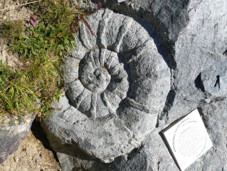 Sur le Sentier des Crevasses, ammonite.