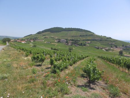 Le Mont Brouilly.