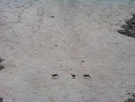 Les chamois sur les névés de la Jave.