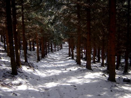 Descente sur le Col de l’Œillon. La forêt a conservé un peu de neige.