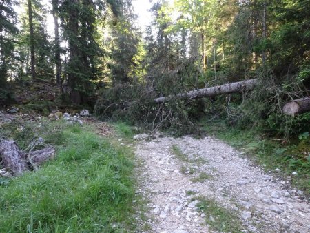 Un des nombreux arbres abattus par la tempête