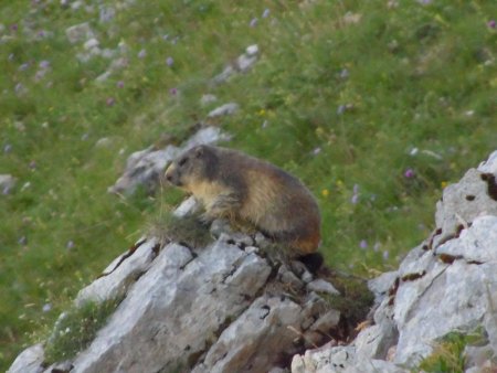Marmotte contemplative