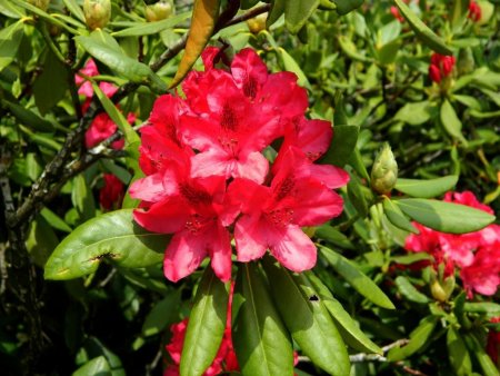 Rhododendron en bordure d’habitation.