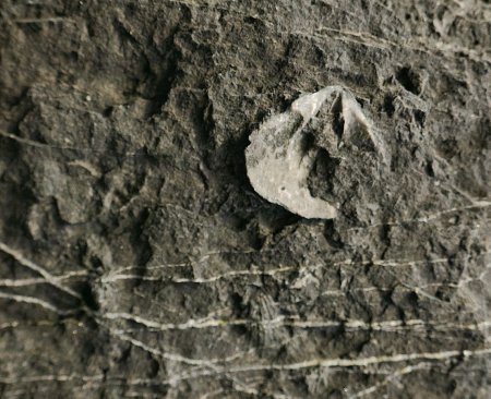 Veryarc’h (est de la plage) : coquillages fossiles, détail