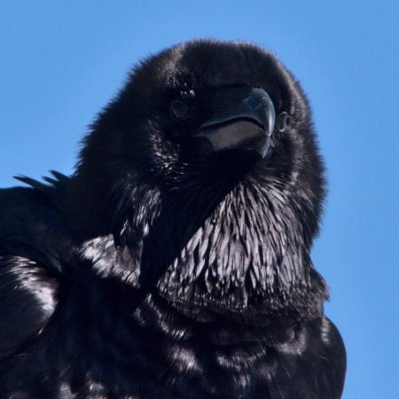 Noir profond du grand corbeau.